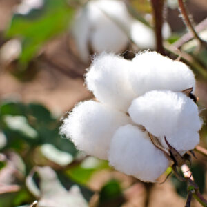 Cotton